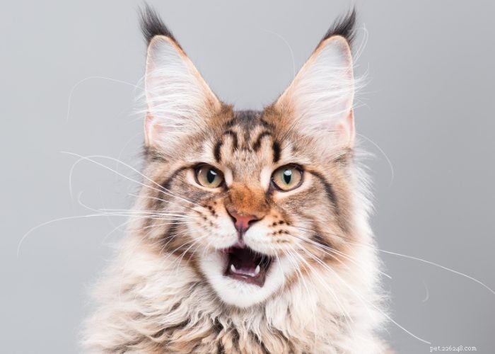 Maine Coon Cat: Gentle Giants and Loyal Companions