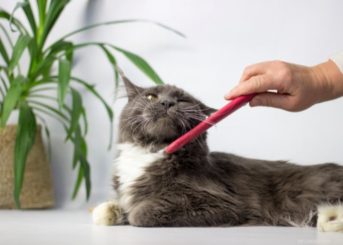 Maine Coon Cat: Gentle Giants and Loyal Companions