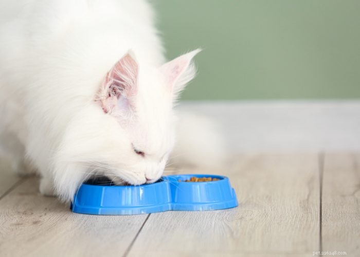 Maine Coon Cat: Gentle Giants and Loyal Companions
