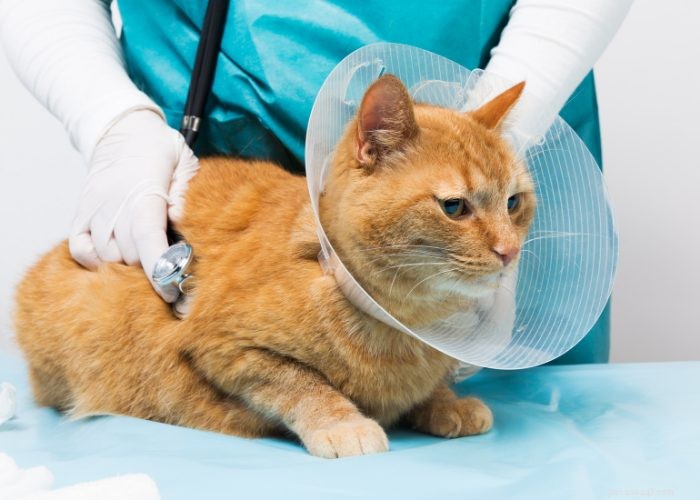 Why Pet Insurance Is Becoming a Must‑Have Employee Benefit