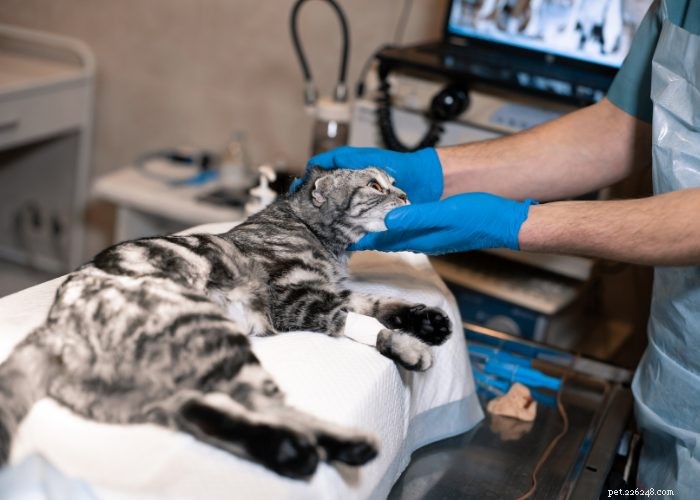 Why Pet Insurance Is Becoming a Must‑Have Employee Benefit