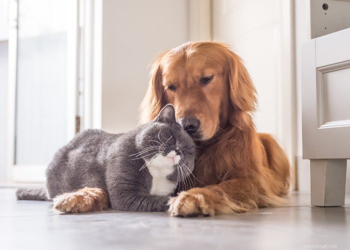 Why Pet Insurance Is Becoming a Must‑Have Employee Benefit