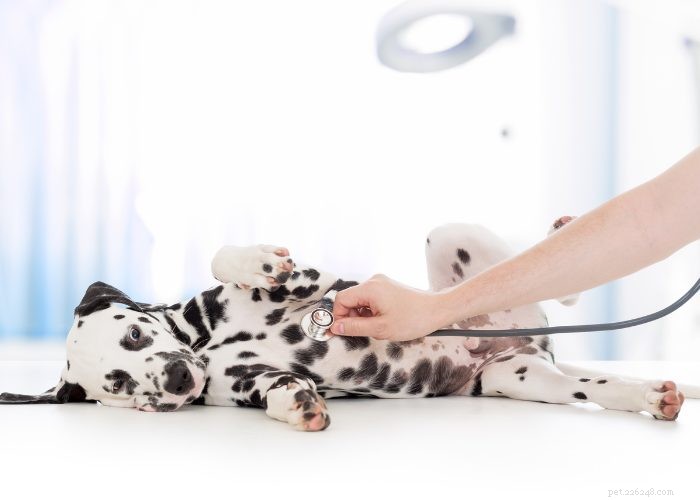 Why Pet Insurance Is Becoming a Must‑Have Employee Benefit