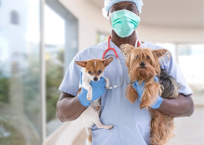 Why Pet Insurance Is Becoming a Must‑Have Employee Benefit