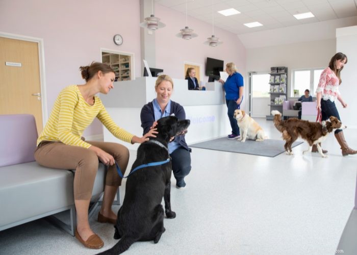 Why Pet Insurance Is Becoming a Must‑Have Employee Benefit