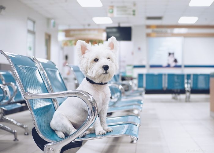 Why Pet Insurance Is Becoming a Must‑Have Employee Benefit