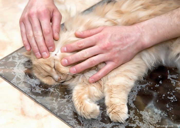 8 Cat Diseases You Should Know: Early Signs and Prevention Tips