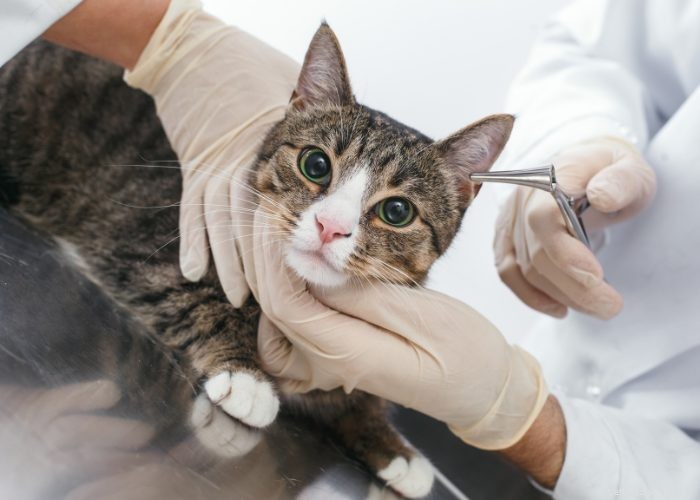Why Pet Insurance Is Becoming a Must‑Have Employee Benefit