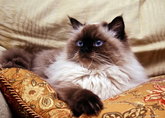 Discover Himalayan Cats: A Comprehensive Guide to Their Traits & Care