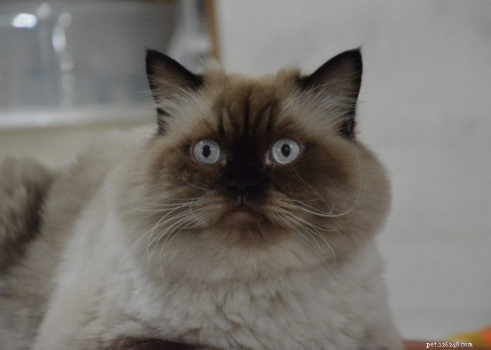 Discover Himalayan Cats: A Comprehensive Guide to Their Traits & Care