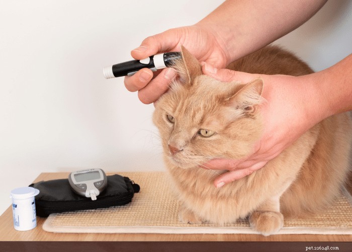 8 Cat Diseases You Should Know: Early Signs and Prevention Tips