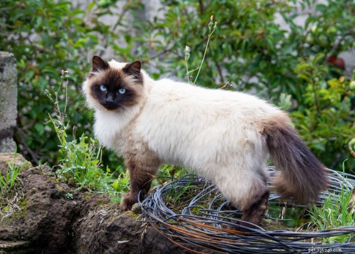 Discover Himalayan Cats: A Comprehensive Guide to Their Traits & Care