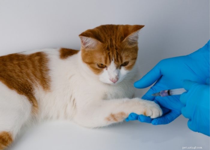 8 Cat Diseases You Should Know: Early Signs and Prevention Tips