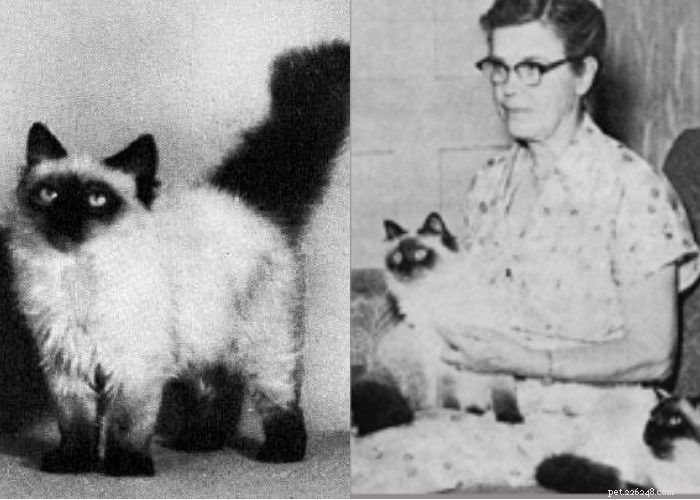 Discover Himalayan Cats: A Comprehensive Guide to Their Traits & Care