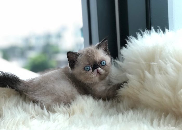 Discover Himalayan Cats: A Comprehensive Guide to Their Traits & Care