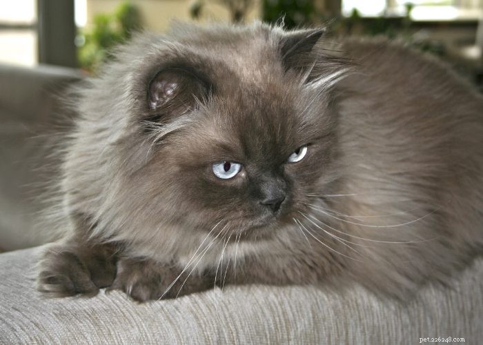 Discover Himalayan Cats: A Comprehensive Guide to Their Traits & Care