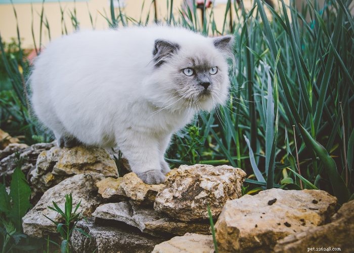 Discover Himalayan Cats: A Comprehensive Guide to Their Traits & Care
