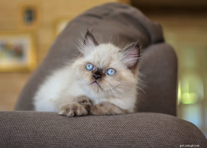 Discover Himalayan Cats: A Comprehensive Guide to Their Traits & Care