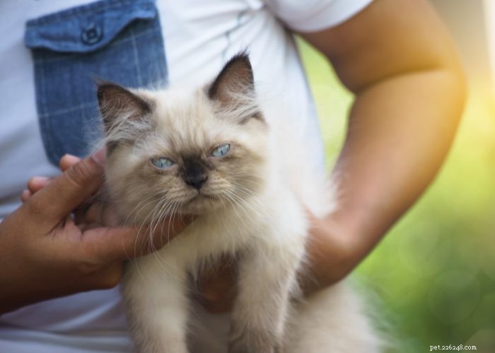 Discover Himalayan Cats: A Comprehensive Guide to Their Traits & Care