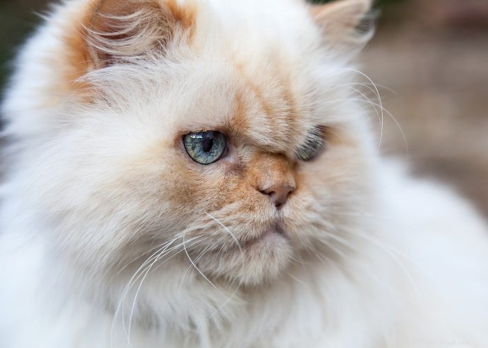 Discover Himalayan Cats: A Comprehensive Guide to Their Traits & Care