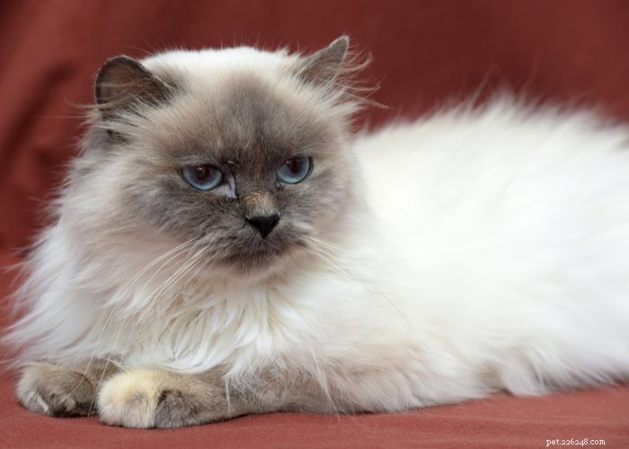 Discover Himalayan Cats: A Comprehensive Guide to Their Traits & Care