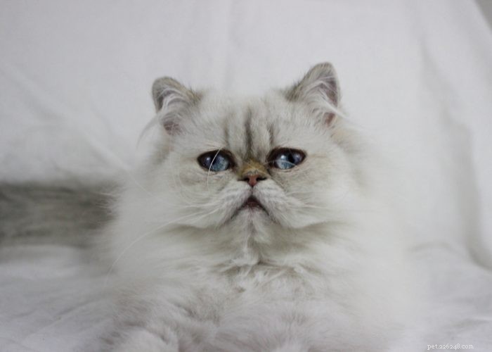 Discover Himalayan Cats: A Comprehensive Guide to Their Traits & Care