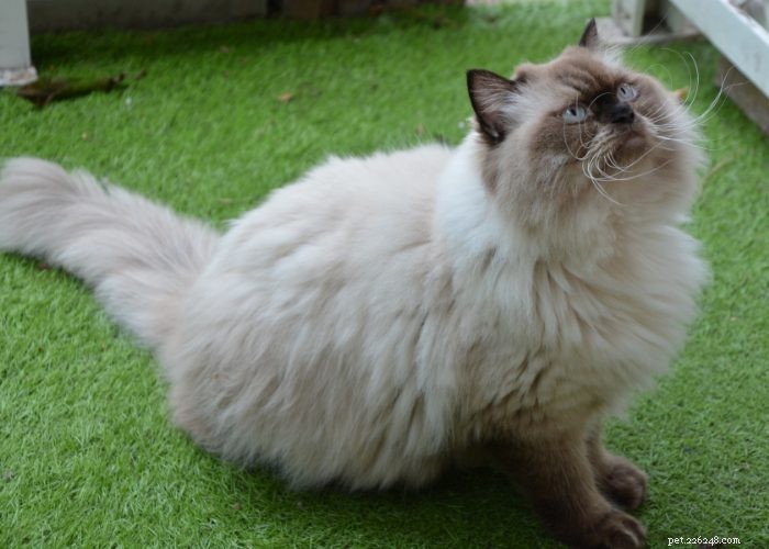 Discover Himalayan Cats: A Comprehensive Guide to Their Traits & Care