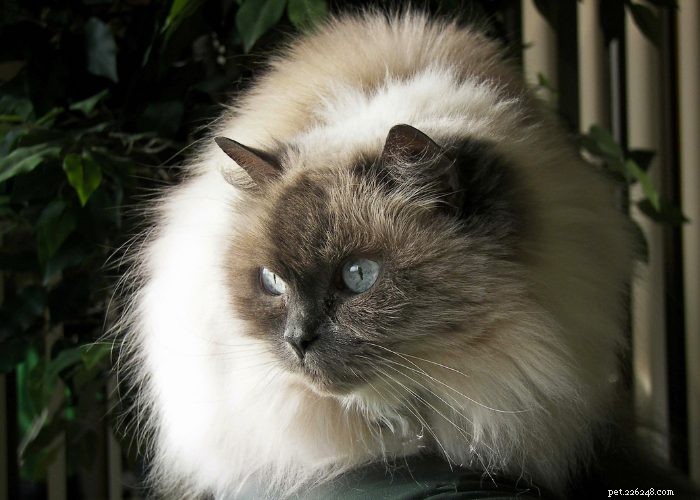 Discover Himalayan Cats: A Comprehensive Guide to Their Traits & Care