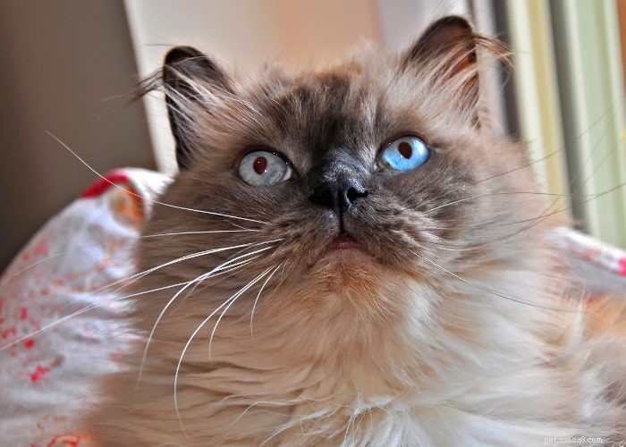 Discover Himalayan Cats: A Comprehensive Guide to Their Traits & Care
