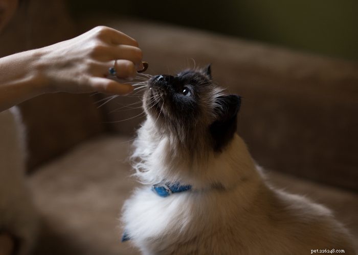 Discover Himalayan Cats: A Comprehensive Guide to Their Traits & Care
