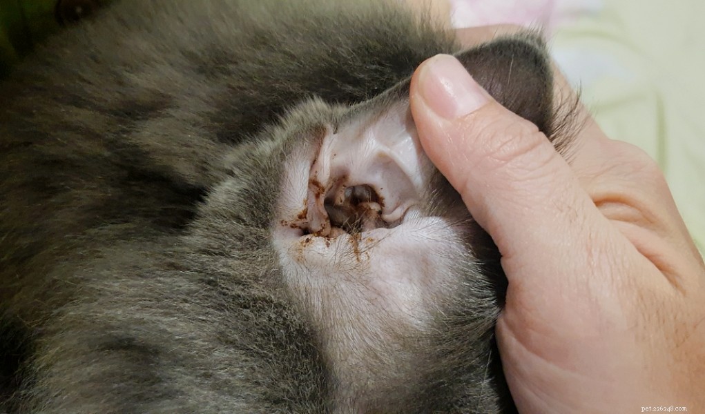 How to Safely Clean Your Cat’s Ears: A Step-by-Step Guide