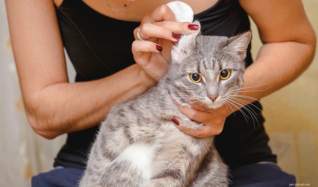 How to Safely Clean Your Cat’s Ears: A Step-by-Step Guide