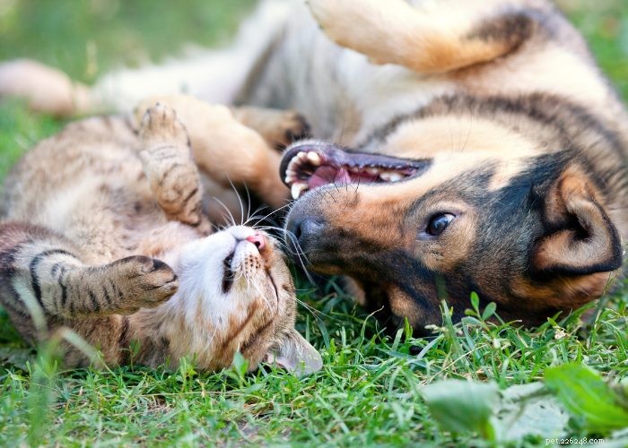 Seamless Introduction of Cats and Dogs: Proven Tips for a Harmonious Household