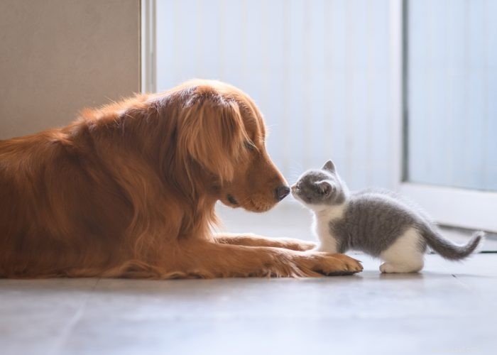 Seamless Introduction of Cats and Dogs: Proven Tips for a Harmonious Household