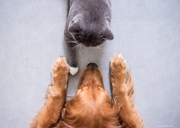 Seamless Introduction of Cats and Dogs: Proven Tips for a Harmonious Household