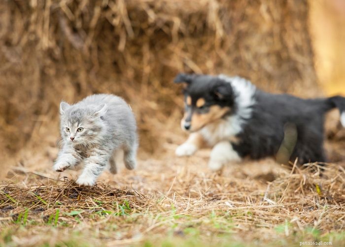 Seamless Introduction of Cats and Dogs: Proven Tips for a Harmonious Household