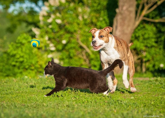 Seamless Introduction of Cats and Dogs: Proven Tips for a Harmonious Household