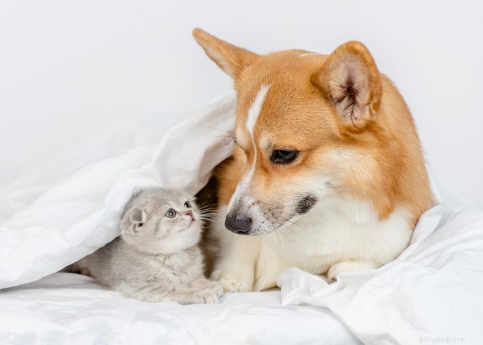 Seamless Introduction of Cats and Dogs: Proven Tips for a Harmonious Household
