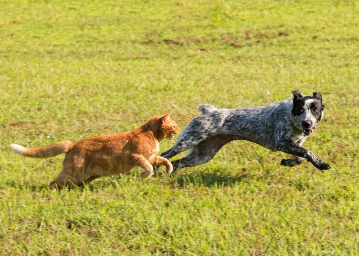 Seamless Introduction of Cats and Dogs: Proven Tips for a Harmonious Household