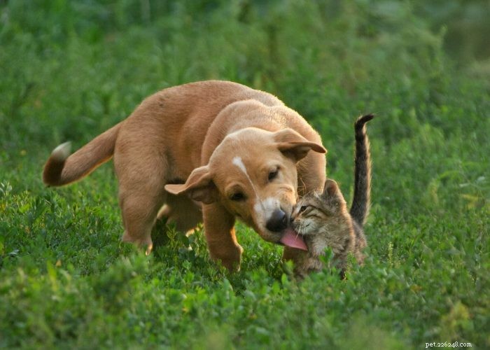 Seamless Introduction of Cats and Dogs: Proven Tips for a Harmonious Household