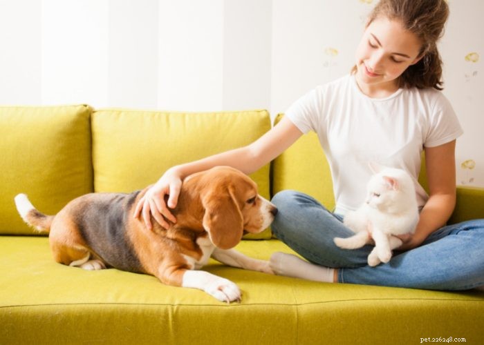 Seamless Introduction of Cats and Dogs: Proven Tips for a Harmonious Household