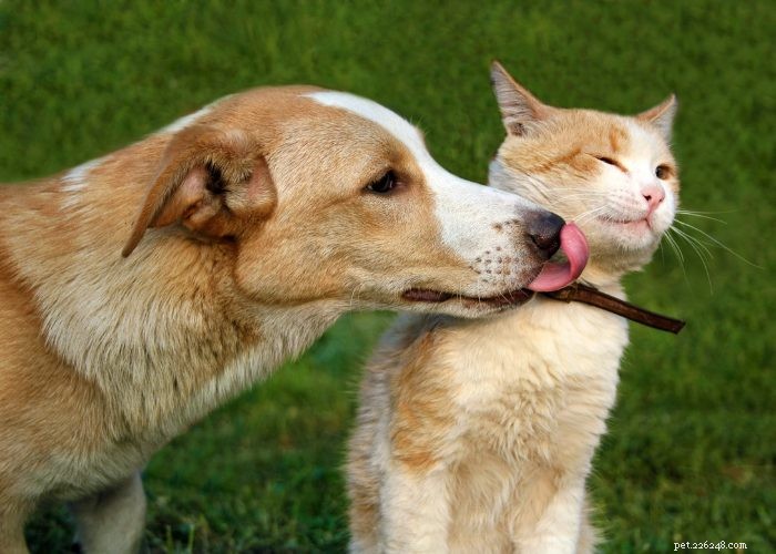 Seamless Introduction of Cats and Dogs: Proven Tips for a Harmonious Household