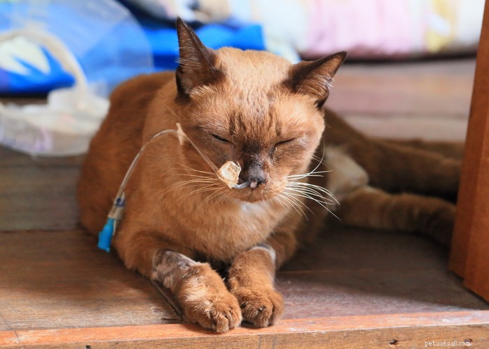 Siamese Cats: Traits, Grooming, Lifespan & Care Tips