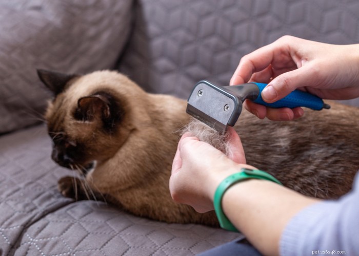 Siamese Cats: Traits, Grooming, Lifespan & Care Tips