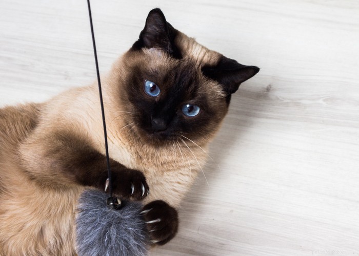 Siamese Cats: Traits, Grooming, Lifespan & Care Tips