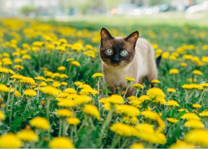 Siamese Cats: Traits, Grooming, Lifespan & Care Tips