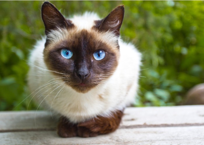Siamese Cats: Traits, Grooming, Lifespan & Care Tips