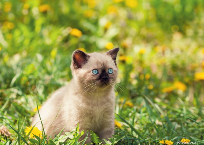 Siamese Cats: Traits, Grooming, Lifespan & Care Tips