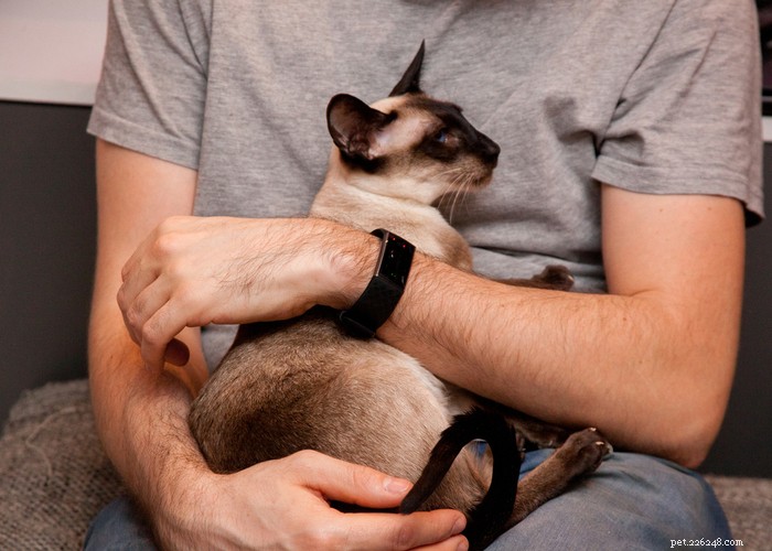 Siamese Cats: Traits, Grooming, Lifespan & Care Tips