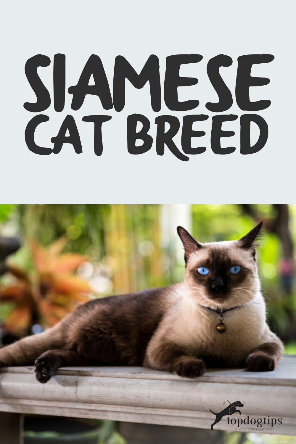 Siamese Cats: Traits, Grooming, Lifespan & Care Tips